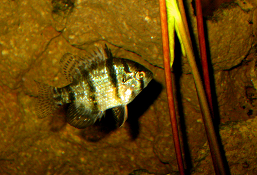 black banded sunfish