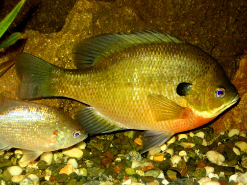 Bluegill Aquarium