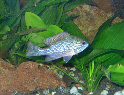 dollar sunfish