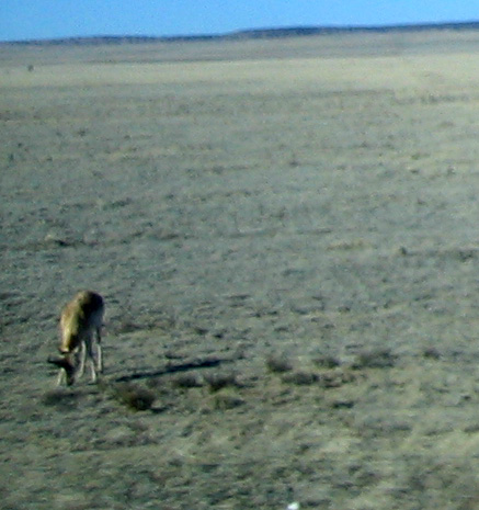 pronghorn NM